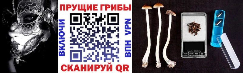 закладка  Зея  Псилоцибиновые грибы GOLDEN TEACHER 